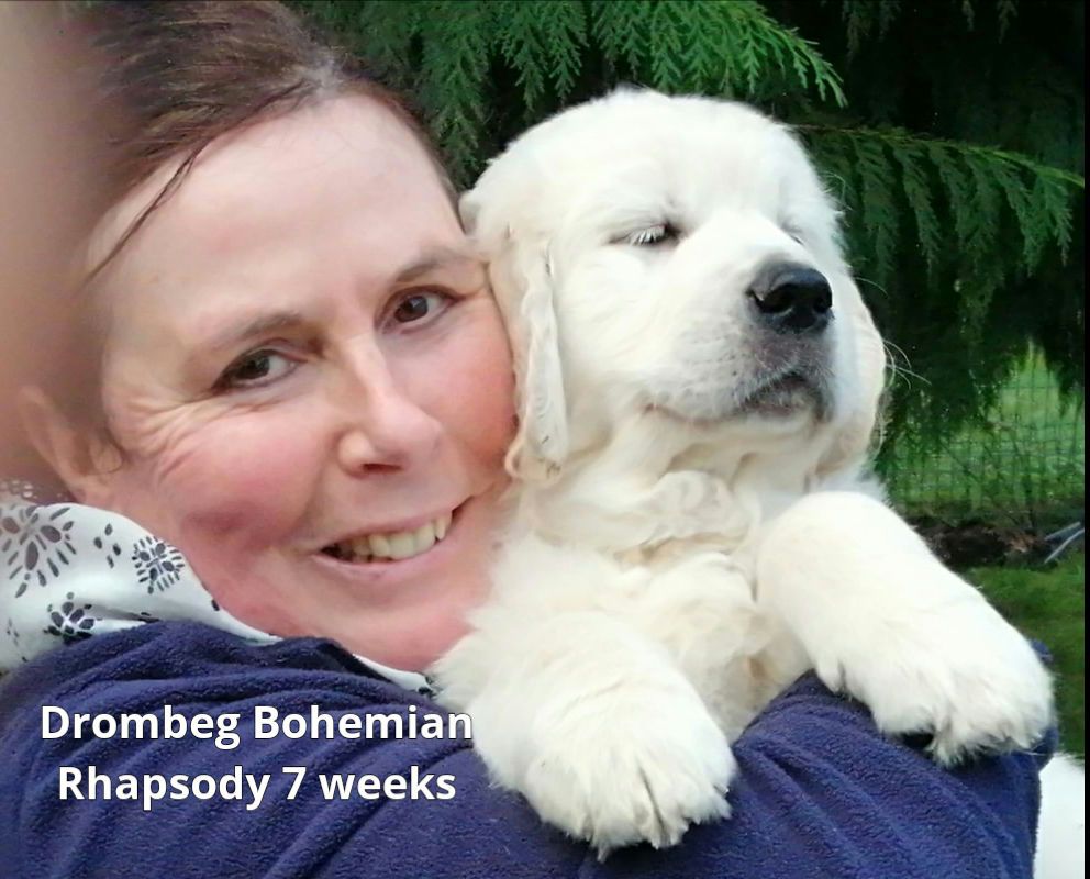 drombeg golden retriever about us